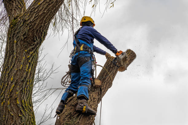 How Our Tree Care Process Works  in  Penitas, TX