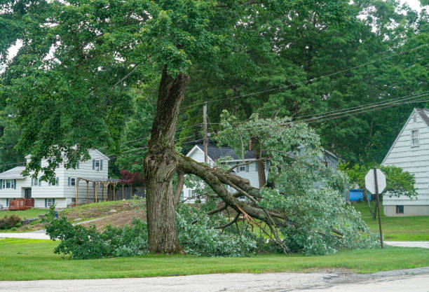 Best Tree and Shrub Care  in Penitas, TX